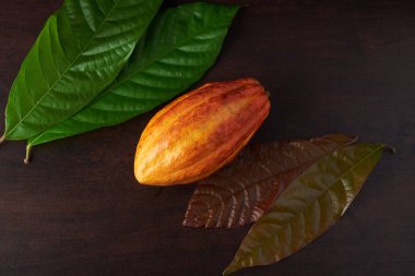 Ham çikolata bitkisel madde 