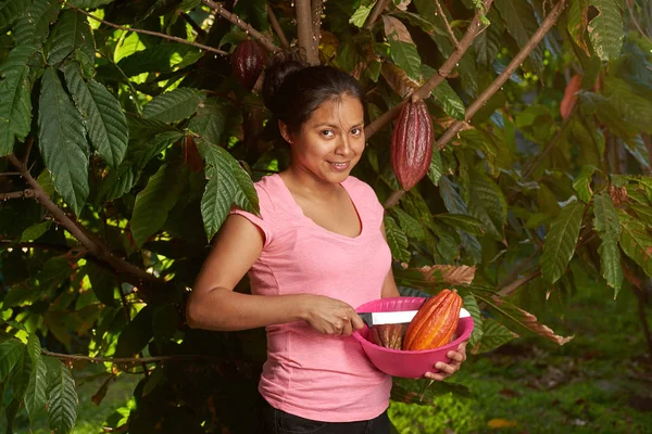 Harvesting time in cacao farm — Stock Photo, Image