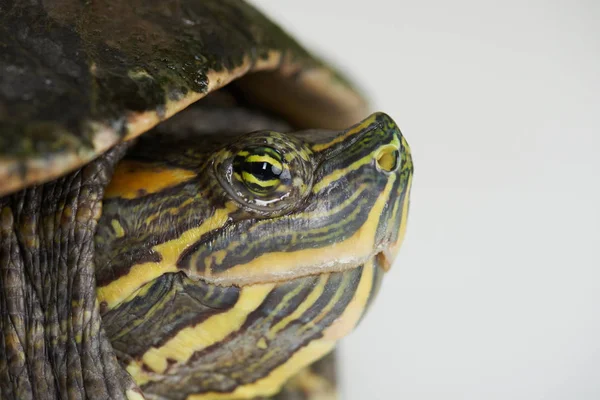 Œil coloré de tortue — Photo