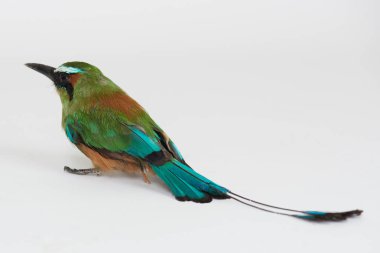 Yeşil motmot kuş