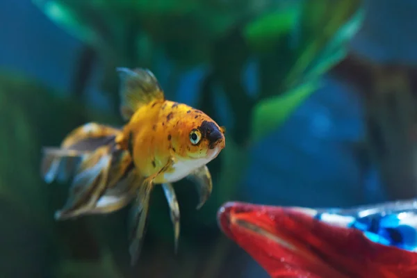 One old goldfish — Stock Photo, Image