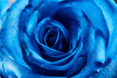 Güzel Mavi gül çiçek