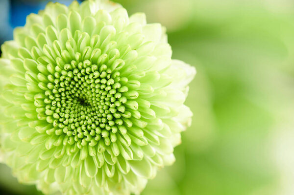 Soft green flower background