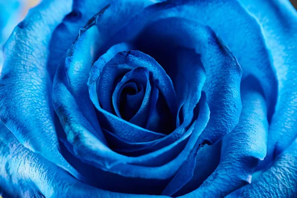 Bellissimo fiore di rosa blu — Foto Stock