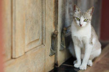 Yeşil gözlü kedi kapının yanında oturmak