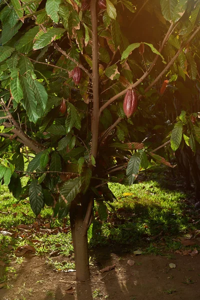 초콜릿 나무 가지에 포드 — 스톡 사진