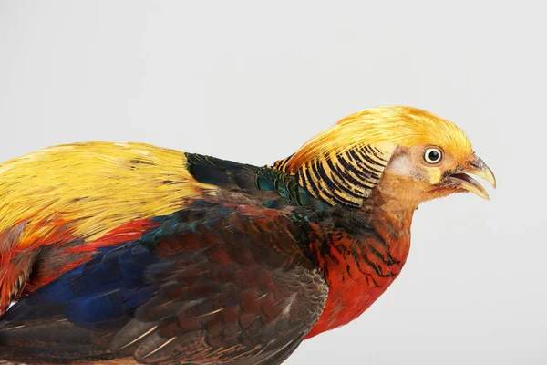 Pássaro faisão colorido — Fotografia de Stock