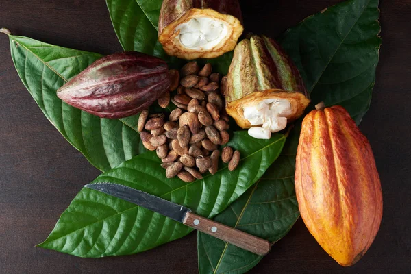 Cosecha de la agricultura del cacao — Foto de Stock