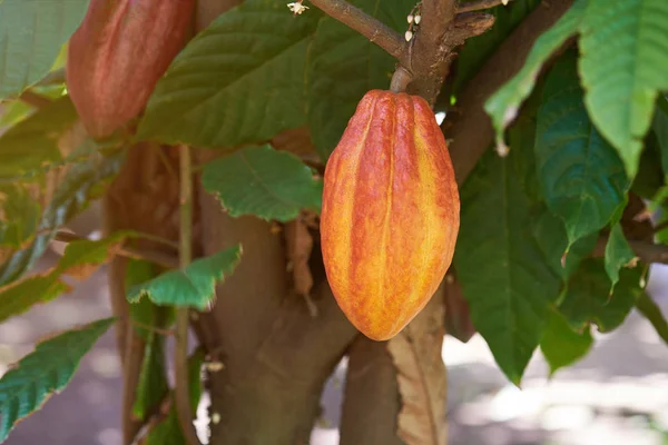 Cacau fundo vagem de frutas — Fotografia de Stock