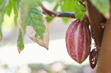 Ham kakao kırmızı pod