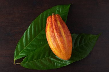 Kakao bakla Close-Up