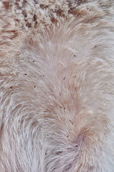 Many fleas on white dog hair — Stock Photo, Image