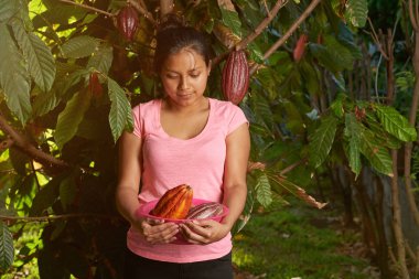Çiftçi kız tutan kakao Kapsüller