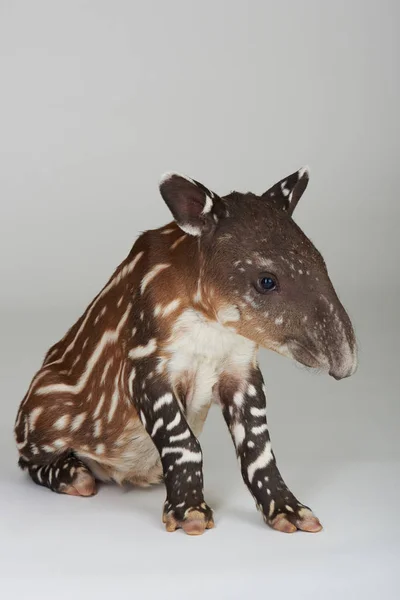 Small tapir sit on white background — Stock Image Small tapir sit on white background Royalty Free Stock Images