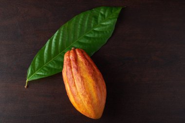 Kakao yaprağı ve kapsül