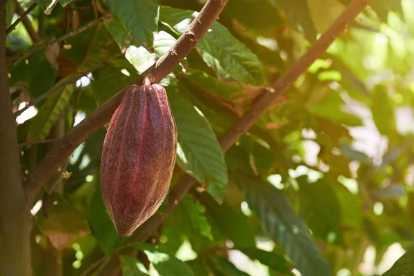Dark bown cacao pod — Stock Photo, Image