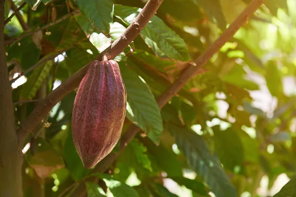 Vaina de cacao de arco oscuro —  Fotos de Stock