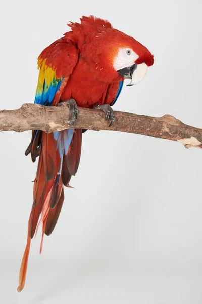 Czerwona papuga na gałęzi drzewa — Zdjęcie stockowe