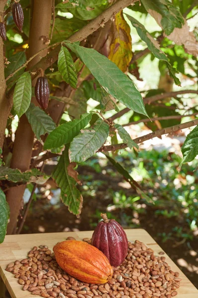 Cacao pods on tree background