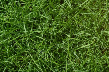 Yeşil Çimen Arkaplanı