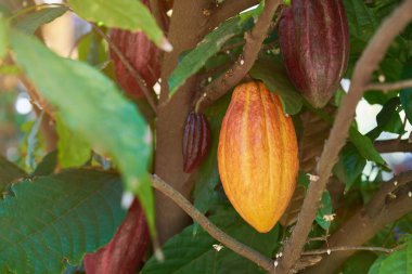 Group of cacao pods clipart