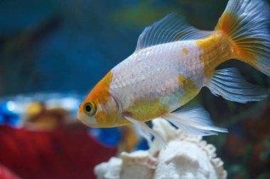 Akvaryum suyunda Goldfish yakın çekim