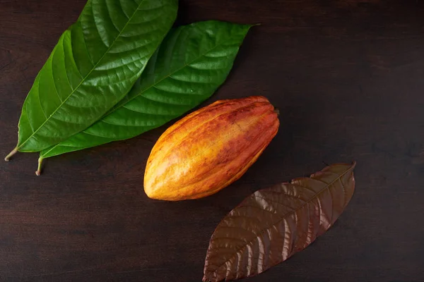 Ingredientes crudos de cacao — Foto de Stock