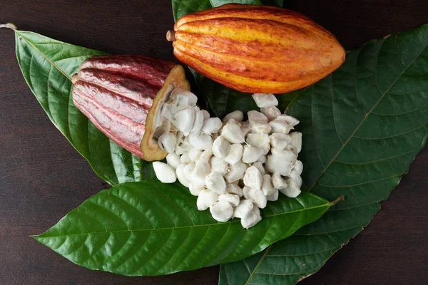 Cosecha vainas de cacao — Foto de Stock