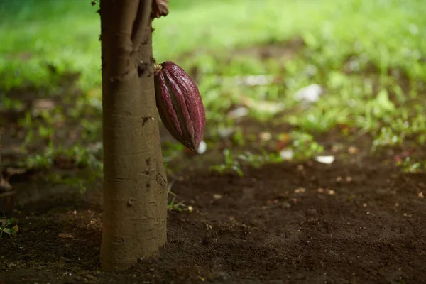 Одна червона гілка какао на дереві — стокове фото