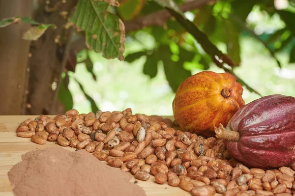 Dry cacao seeds