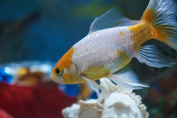 Крупный план золотых рыбок в аквариумной воде — стоковое фото