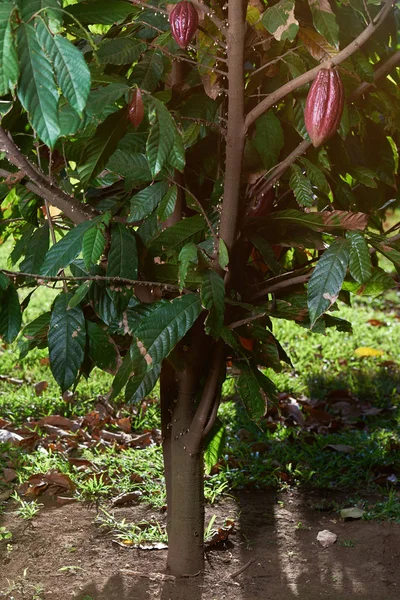 Un albero di cioccolato il giorno del raccolto — Foto Stock