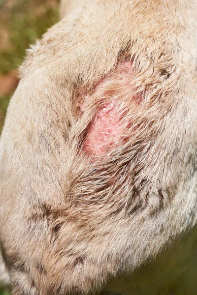 Pele de cão mancha de sangue arranhada — Fotografia de Stock