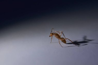 Bir kahverengi karınca