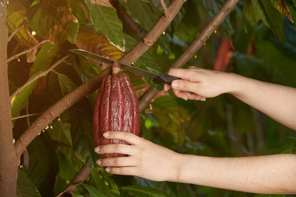 Collecting chocolate harvest — Stock Photo, Image
