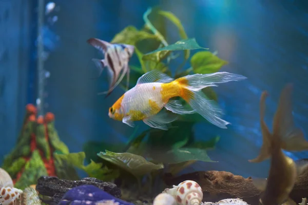 Аквариум с красочными рыбами — стоковое фото
