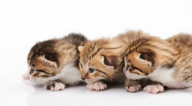 Üç kitty aynı yönde bakmak