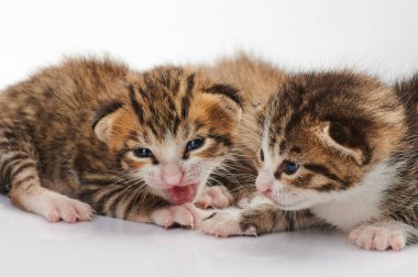 Küçük kediler grubu