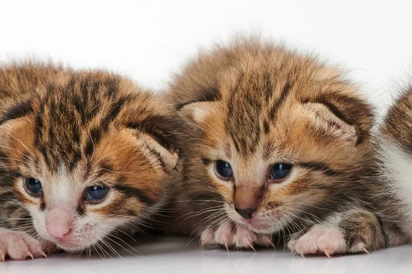 İki sevimli kedicik