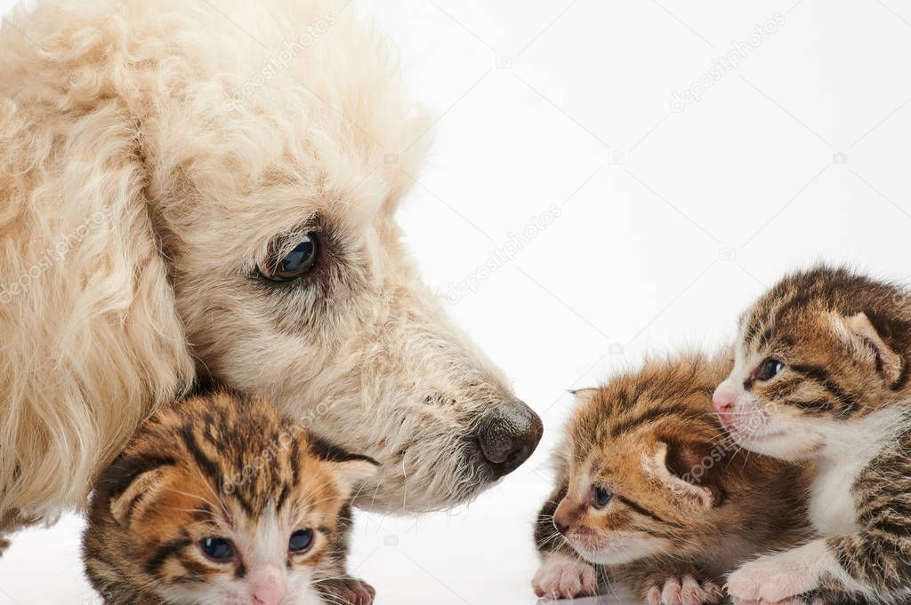 Poodle dog take care of small kitty