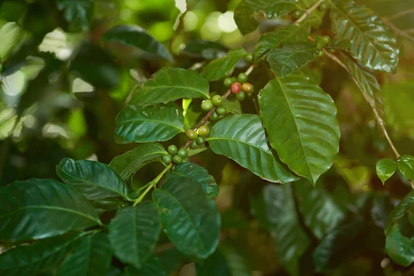 Ветка кофейного дерева — стоковое фото