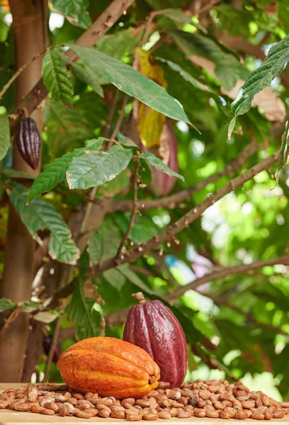 Råa choklad frukter — Stockfoto