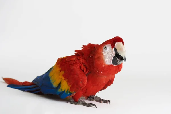Kırmızı papağan beyaz stüdyo arka plan üzerinde oturup — Stok fotoğraf