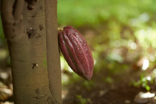 Närbild på Red cacao pod — Stockfoto