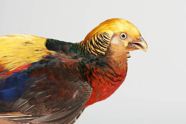 Крупним планом вид на барвистий фазан — стокове фото