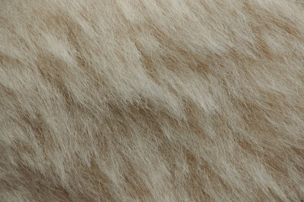 Світло-коричневе хутро собаки — стокове фото