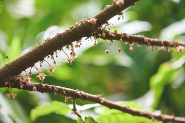 Kakao bitkisinin şubesi