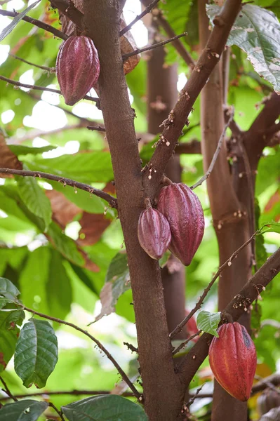 Grupo de vainas de cacao — Foto de Stock