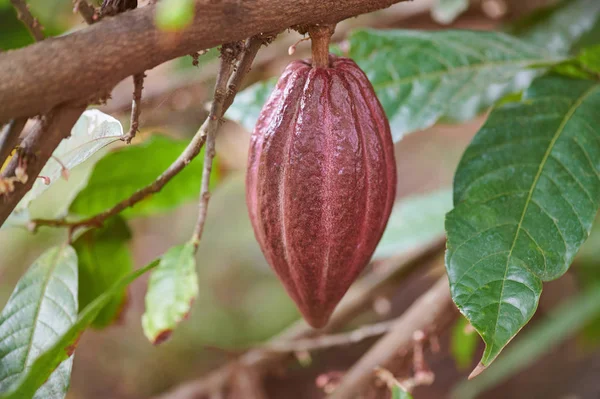 Cacau vermelho pod no ramo da árvore — Fotografia de Stock