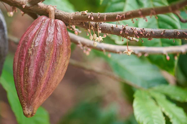 Какао ветвь с стручком и цветами — стоковое фото